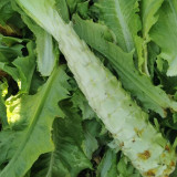 Erbai Pi Stems Lettuce Seeds - Crisp Fragrant Stems, Compact, Bolting Resistant, Early Maturing for Autumn Winter Grow