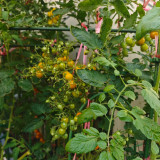 Mille Fleurs Tomato Seeds - No Green Shoulders, Excellent Sweetness, Ideal for Fresh Snacking