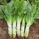 Erbai Pi Stems Lettuce Seeds - Crisp Fragrant Stems, Compact, Bolting Resistant, Early Maturing for Autumn Winter Grow