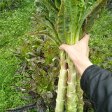 'Xiangsihong' Stem Lettuce Seeds | Mid-Season, High-Yield, Disease-Resistant Variety