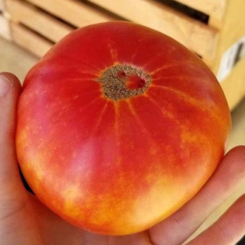 Northern Lights Tomato Seeds - Outstanding Ornamental and Edible Value