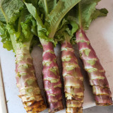 'Xiangsihong' Stem Lettuce Seeds | Mid-Season, High-Yield, Disease-Resistant Variety