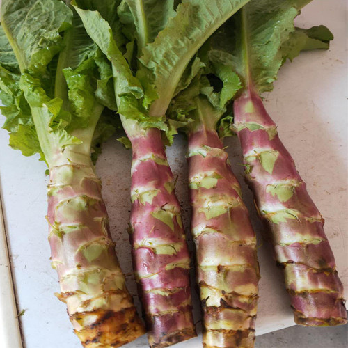 'Xiangsihong' Stem Lettuce Seeds | Mid-Season, High-Yield, Disease-Resistant Variety