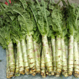 'Xiangsihong' Stem Lettuce Seeds | Mid-Season, High-Yield, Disease-Resistant Variety