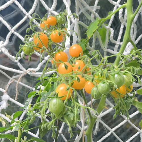 Mille Fleurs Tomato Seeds - No Green Shoulders, Excellent Sweetness, Ideal for Fresh Snacking