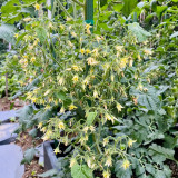 Mille Fleurs Tomato Seeds - No Green Shoulders, Excellent Sweetness, Ideal for Fresh Snacking