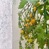 Mille Fleurs Tomato Seeds - No Green Shoulders, Excellent Sweetness, Ideal for Fresh Snacking