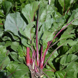 Red-stemmed Spinach Seeds - Fast Growing, Easy to Grow, Crisp Sweet Taste, High Vitamin, Rich in Nutrients