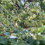 Mille Fleurs Tomato Seeds - No Green Shoulders, Excellent Sweetness, Ideal for Fresh Snacking