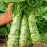 Erbai Pi Stems Lettuce Seeds - Crisp Fragrant Stems, Compact, Bolting Resistant, Early Maturing for Autumn Winter Grow