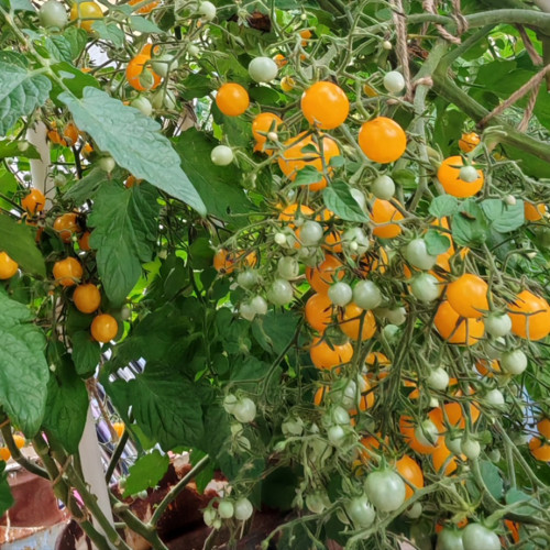Mille Fleurs Tomato Seeds - No Green Shoulders, Excellent Sweetness, Ideal for Fresh Snacking