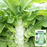 Erbai Pi Stems Lettuce Seeds - Crisp Fragrant Stems, Compact, Bolting Resistant, Early Maturing for Autumn Winter Grow