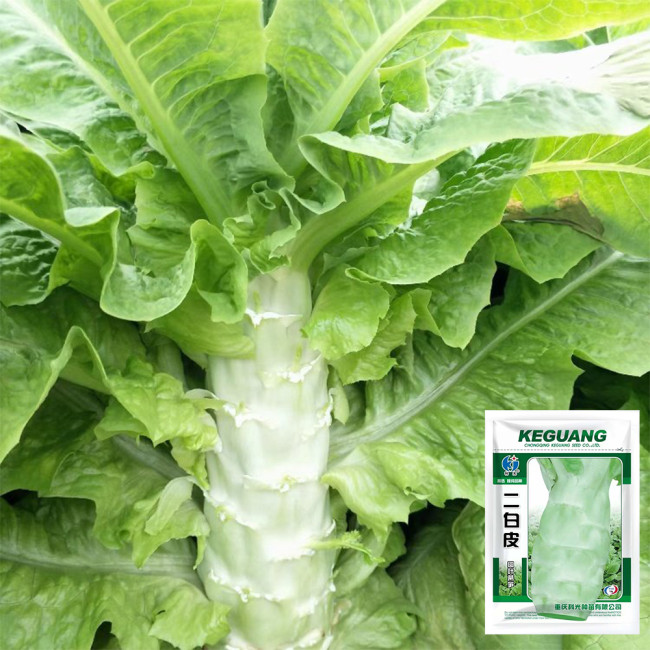 Erbai Pi Stems Lettuce Seeds - Crisp Fragrant Stems, Compact, Bolting Resistant, Early Maturing for Autumn Winter Grow