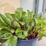 Red-stemmed Spinach Seeds - Fast Growing, Easy to Grow, Crisp Sweet Taste, High Vitamin, Rich in Nutrients