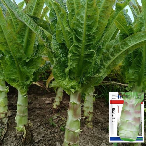 'Xiangsihong' Stem Lettuce Seeds | Mid-Season, High-Yield, Disease-Resistant Variety