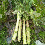 'Xiangsihong' Stem Lettuce Seeds | Mid-Season, High-Yield, Disease-Resistant Variety