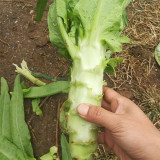 'Keguang No.1' Stem Lettuce Seeds - Heat Tolerant, High Yield