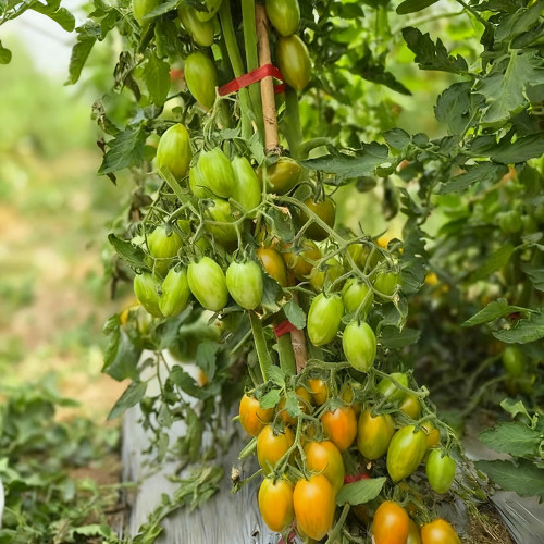 'Surprise Green Cream' Tomato Seeds - Unique Striped, Super Juicy & Sweet