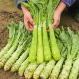 Heat-Resistant No.1 Stem Lettuce Seeds - Early-Maturing, High-Yield, Non-Bolting, Short Cycle