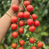 Minusinsk Red Cherry Tomato Seeds - Heirloom Variety, Early Maturing & High-Yielding, Summer-Tolerant