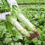 Heat-Resistant No.1 Stem Lettuce Seeds - Early-Maturing, High-Yield, Non-Bolting, Short Cycle