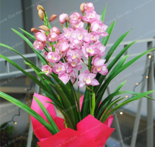 Cymbidium Orchid Flower Seeds Hybrid
