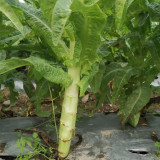 Jade Stem Lettuce Seeds - Produces Crisp, Fragrant Stems, Heat-Tolerant, Fast-Growing Variety 
