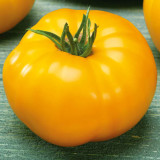 'Peaches and Cream' Tomato Seeds - Heirloom, Low-Acid, Bright Orange Beefsteak Fruits