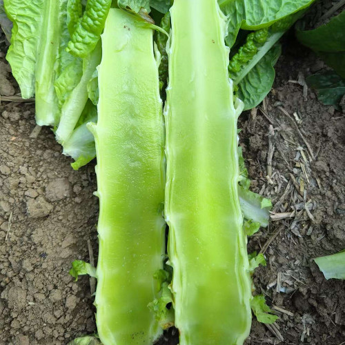 Double-tip Stem Lettuce Seeds - Heat & Cold Tolerant, Slow-Bolting, High-Yield for Reliable Harvests