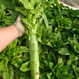 Jade Stem Lettuce Seeds - Produces Crisp, Fragrant Stems, Heat-Tolerant, Fast-Growing Variety 