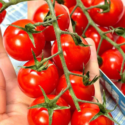 Minusinsk Red Cherry Tomato Seeds - Heirloom Variety, Early Maturing & High-Yielding, Summer-Tolerant
