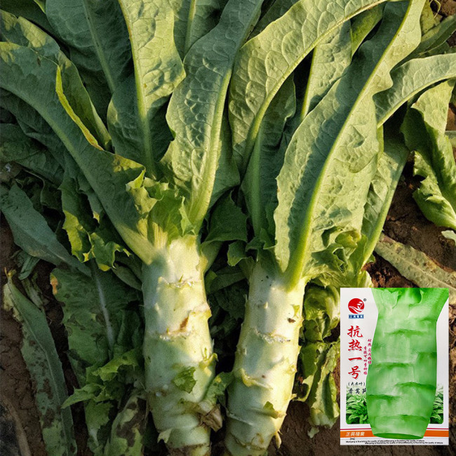 Heat-Resistant No.1 Stem Lettuce Seeds - Early-Maturing, High-Yield, Non-Bolting, Short Cycle