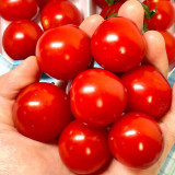 Minusinsk Red Cherry Tomato Seeds - Heirloom Variety, Early Maturing & High-Yielding, Summer-Tolerant