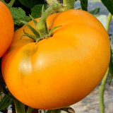 'Peaches and Cream' Tomato Seeds - Heirloom, Low-Acid, Bright Orange Beefsteak Fruits