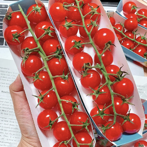 Minusinsk Red Cherry Tomato Seeds - Heirloom Variety, Early Maturing & High-Yielding, Summer-Tolerant