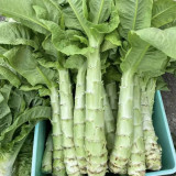 Heat-Resistant No.1 Stem Lettuce Seeds - Early-Maturing, High-Yield, Non-Bolting, Short Cycle