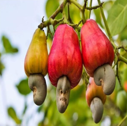 Cashew Tree Seeds, Anacardium Occidentale, Rare Tropical Plant Tree (Color: mix)