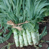 'Keguang No.1' Stem Lettuce Seeds - Heat Tolerant, High Yield