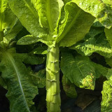 Jade Stem Lettuce Seeds - Produces Crisp, Fragrant Stems, Heat-Tolerant, Fast-Growing Variety 