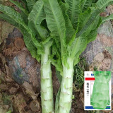 'Keguang No.1' Stem Lettuce Seeds - Heat Tolerant, High Yield