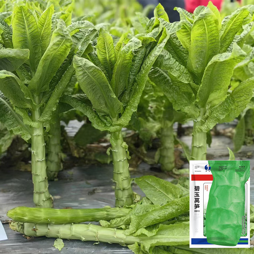 Jade Stem Lettuce Seeds - Produces Crisp, Fragrant Stems, Heat-Tolerant, Fast-Growing Variety 
