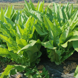 Double-tip Stem Lettuce Seeds - Heat & Cold Tolerant, Slow-Bolting, High-Yield for Reliable Harvests