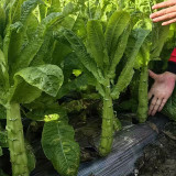 Jade Stem Lettuce Seeds - Produces Crisp, Fragrant Stems, Heat-Tolerant, Fast-Growing Variety 