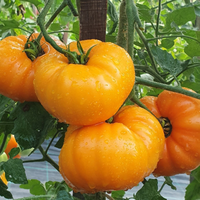 'Peaches and Cream' Tomato Seeds - Heirloom, Low-Acid, Bright Orange Beefsteak Fruits