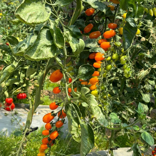 Orange Fountain Tomato - Exceptionally high sugar content, ideal for fresh eating
