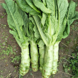 Heat-Resistant No.1 Stem Lettuce Seeds - Early-Maturing, High-Yield, Non-Bolting, Short Cycle