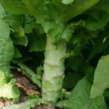 'Keguang No.1' Stem Lettuce Seeds - Heat Tolerant, High Yield