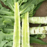 'Keguang No.1' Stem Lettuce Seeds - Heat Tolerant, High Yield