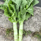 Jade Stem Lettuce Seeds - Produces Crisp, Fragrant Stems, Heat-Tolerant, Fast-Growing Variety 