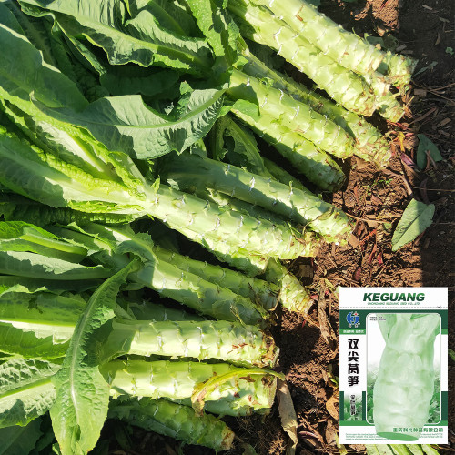 Double-tip Stem Lettuce Seeds - Heat & Cold Tolerant, Slow-Bolting, High-Yield for Reliable Harvests